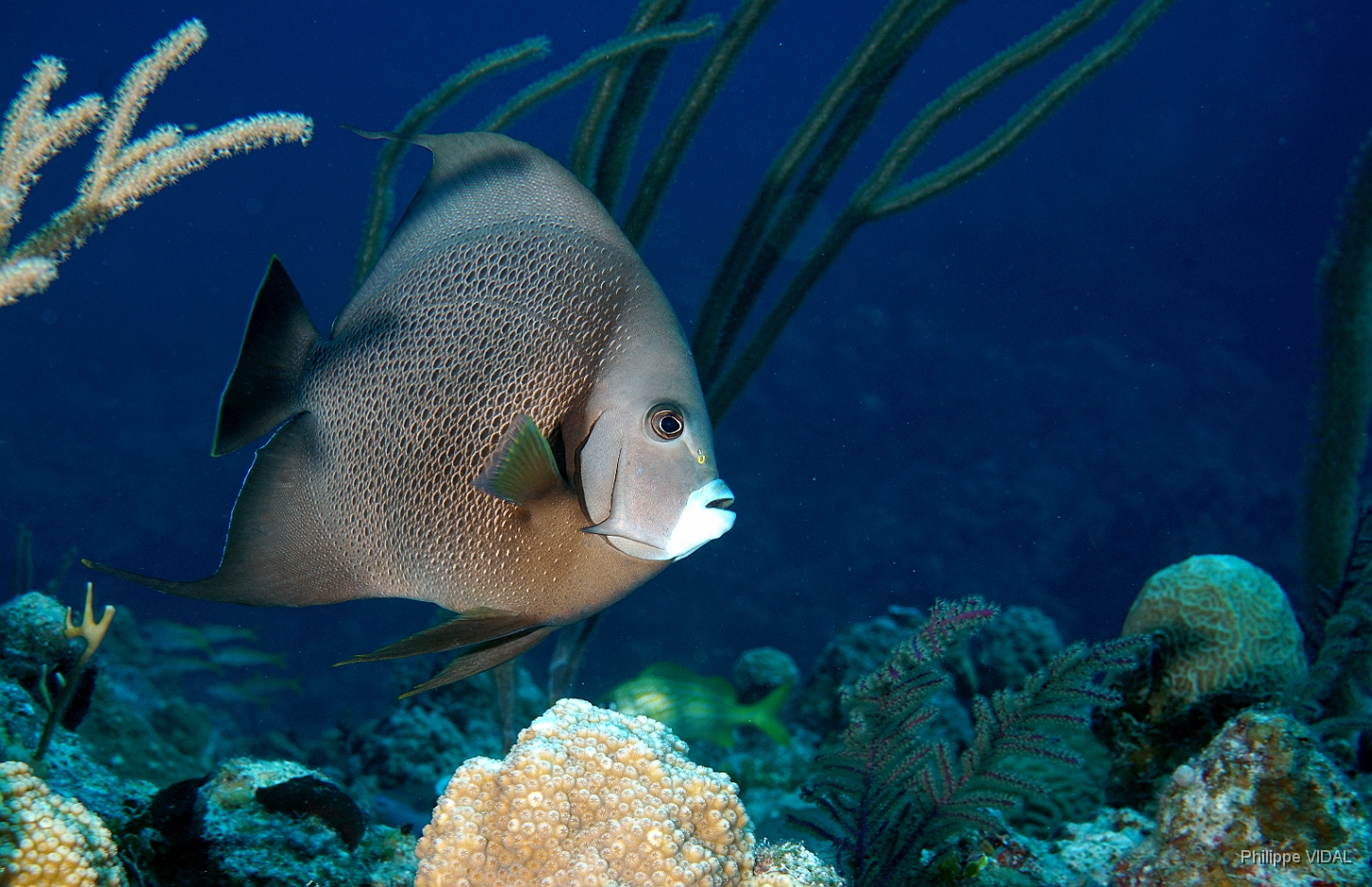 MediaEarth - Bahamas 2017 - DSC02316_rc - Gray Angelfish - Pomacanthus arcuatus.jpg